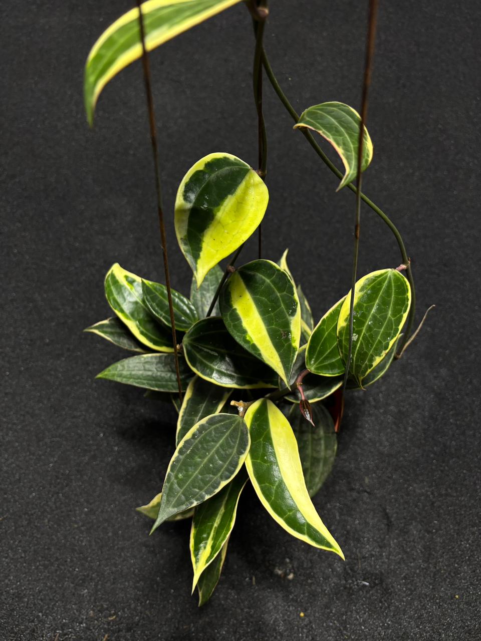 Hoya Macrophylla Albo