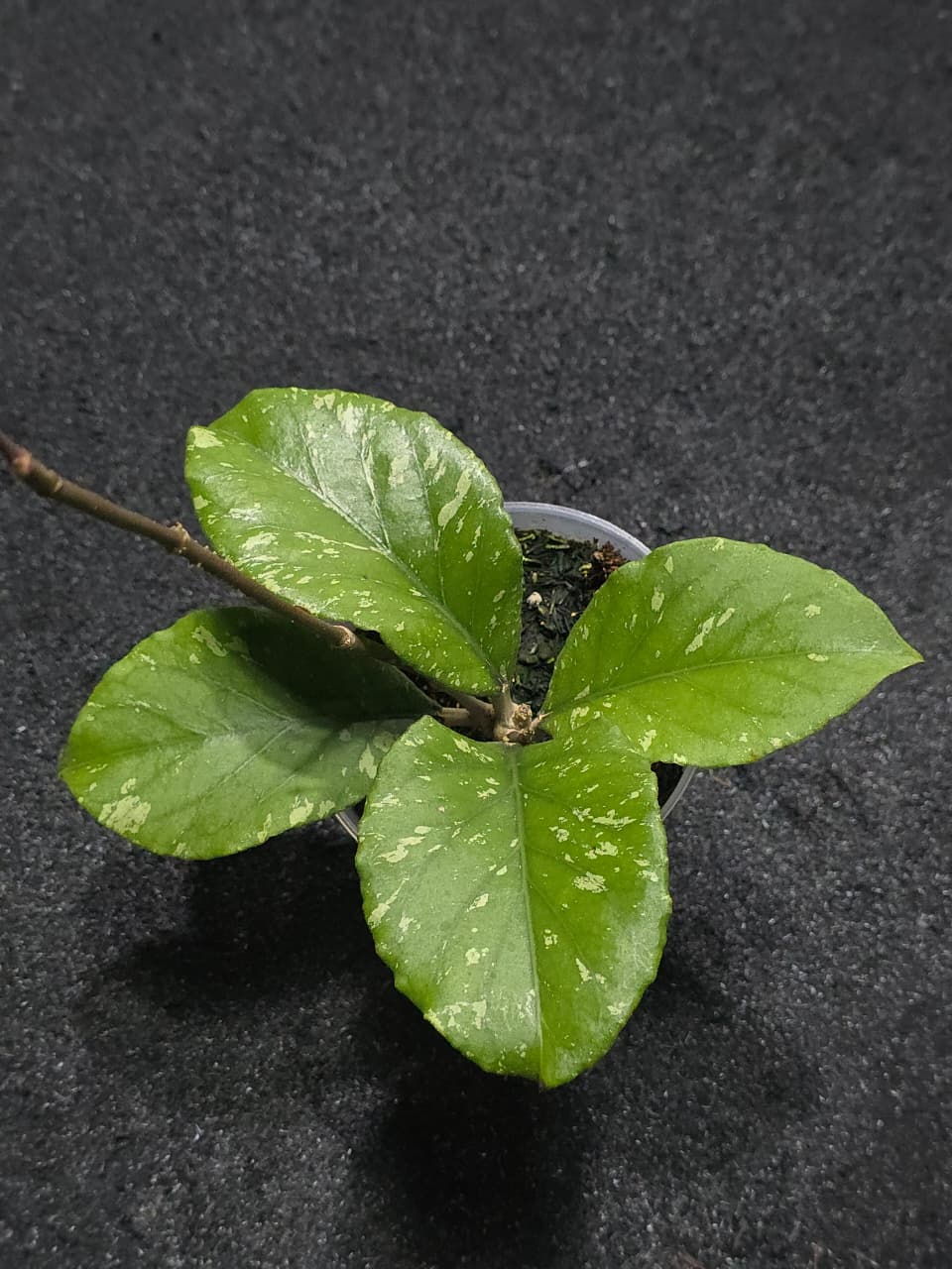 Hoya Sp Aceh Manohara Splash