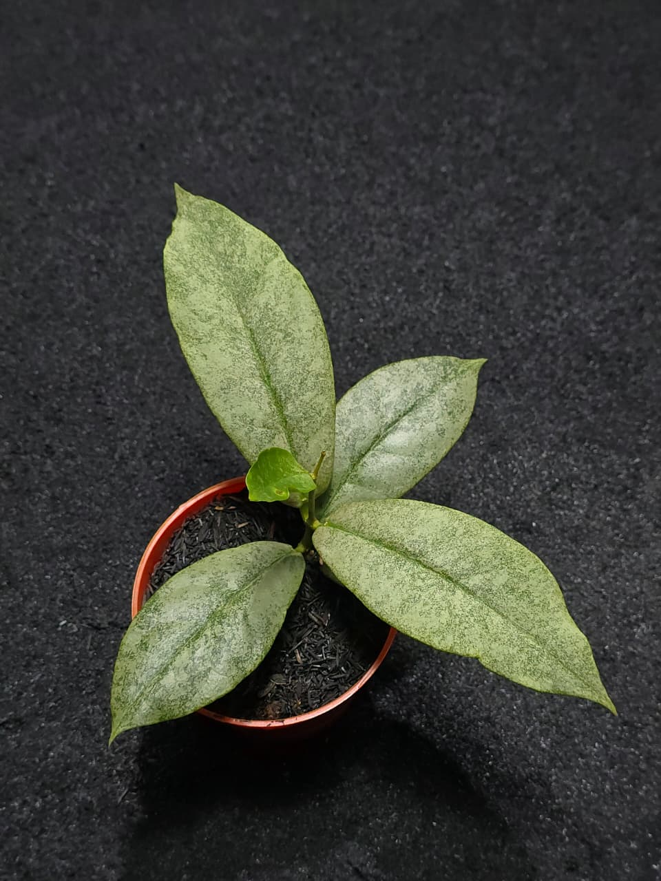 Hoya Mitrata Silver