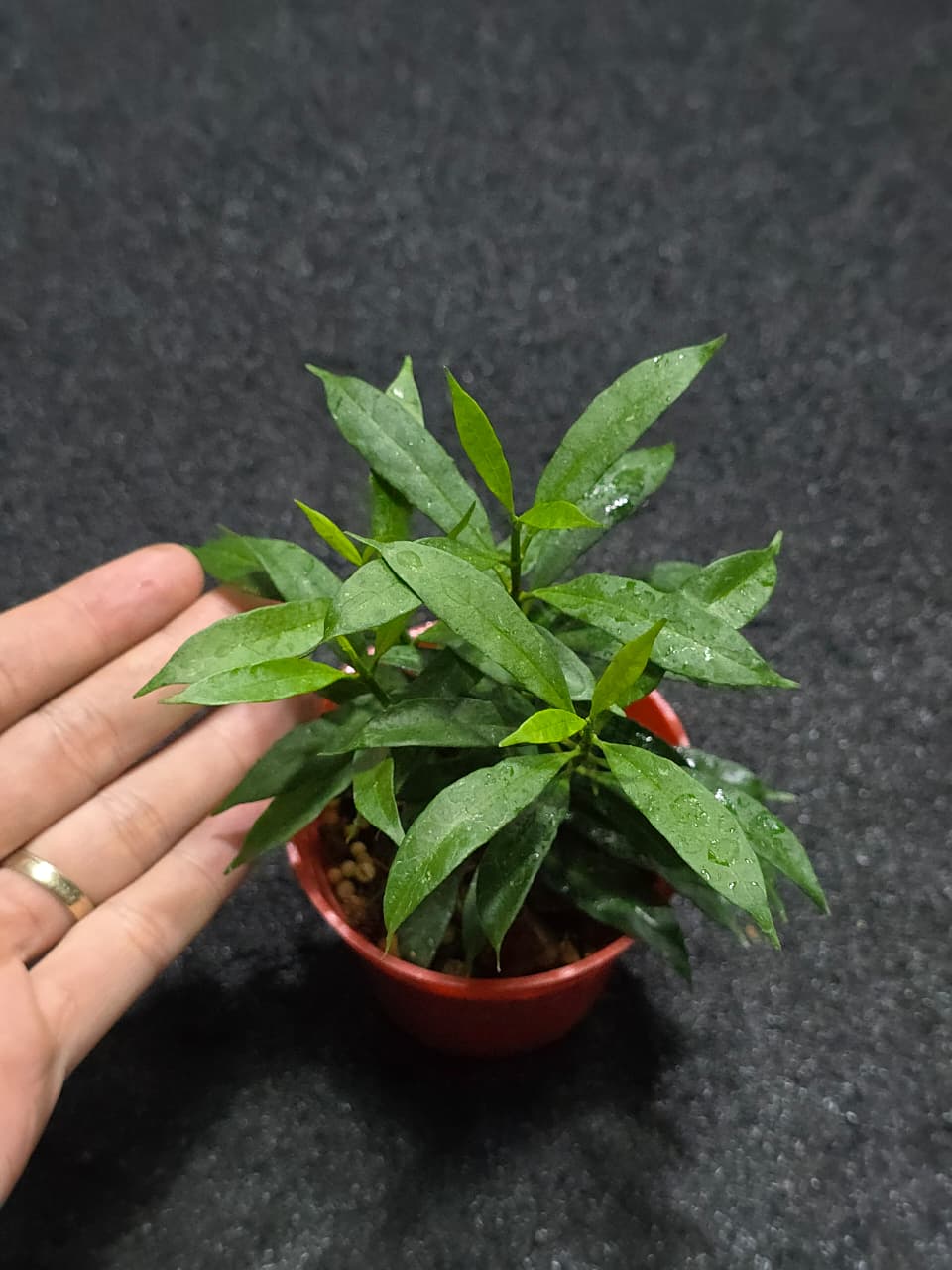 Hoya Multiflora Minion