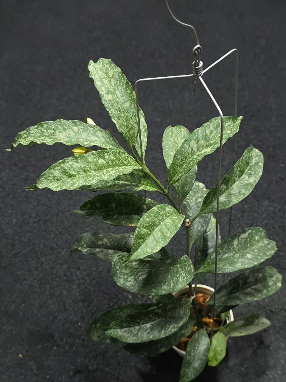 Hoya Ocultata Curly Splash