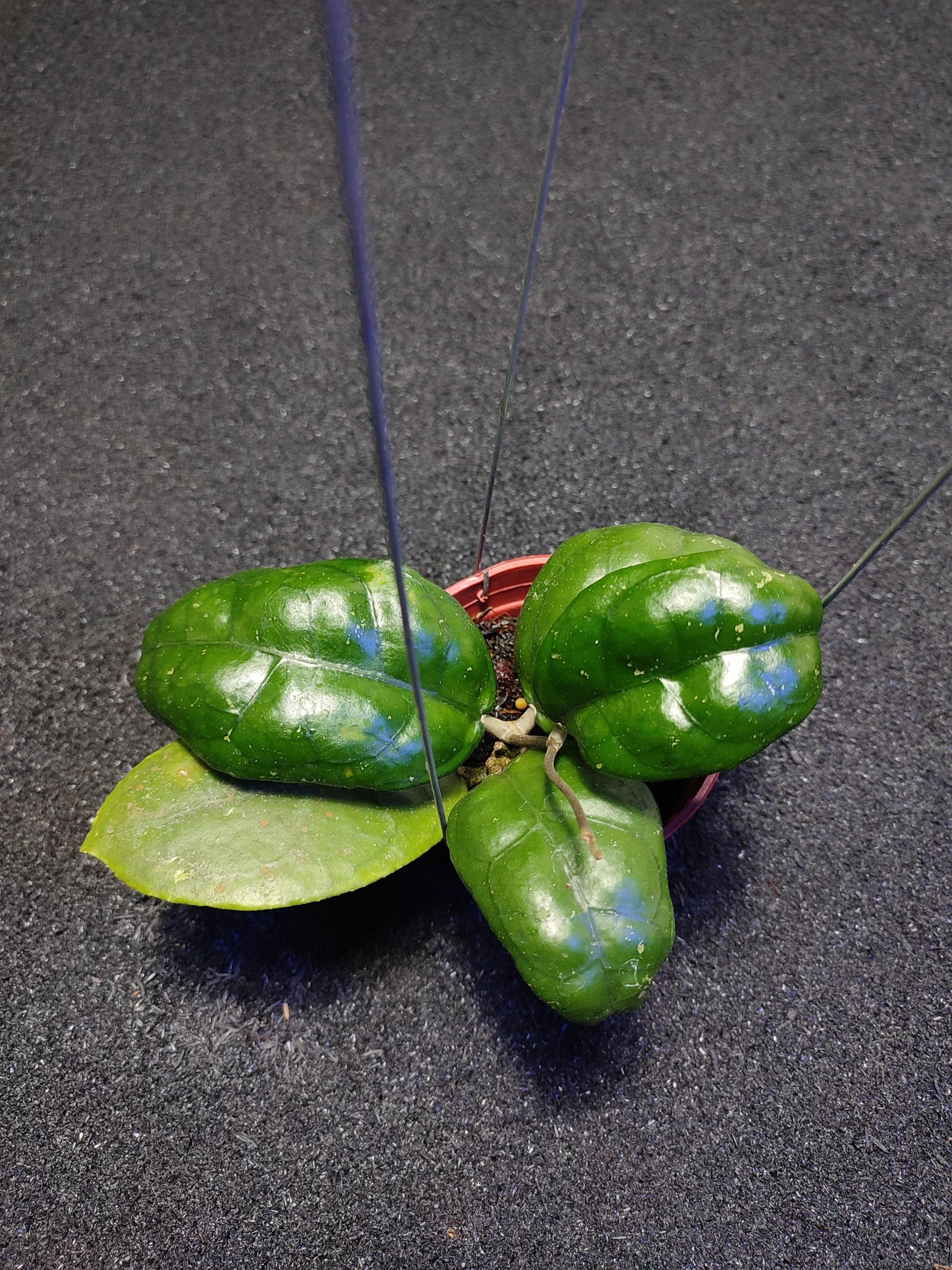 Hoya Sp Sukabumi Turtle
