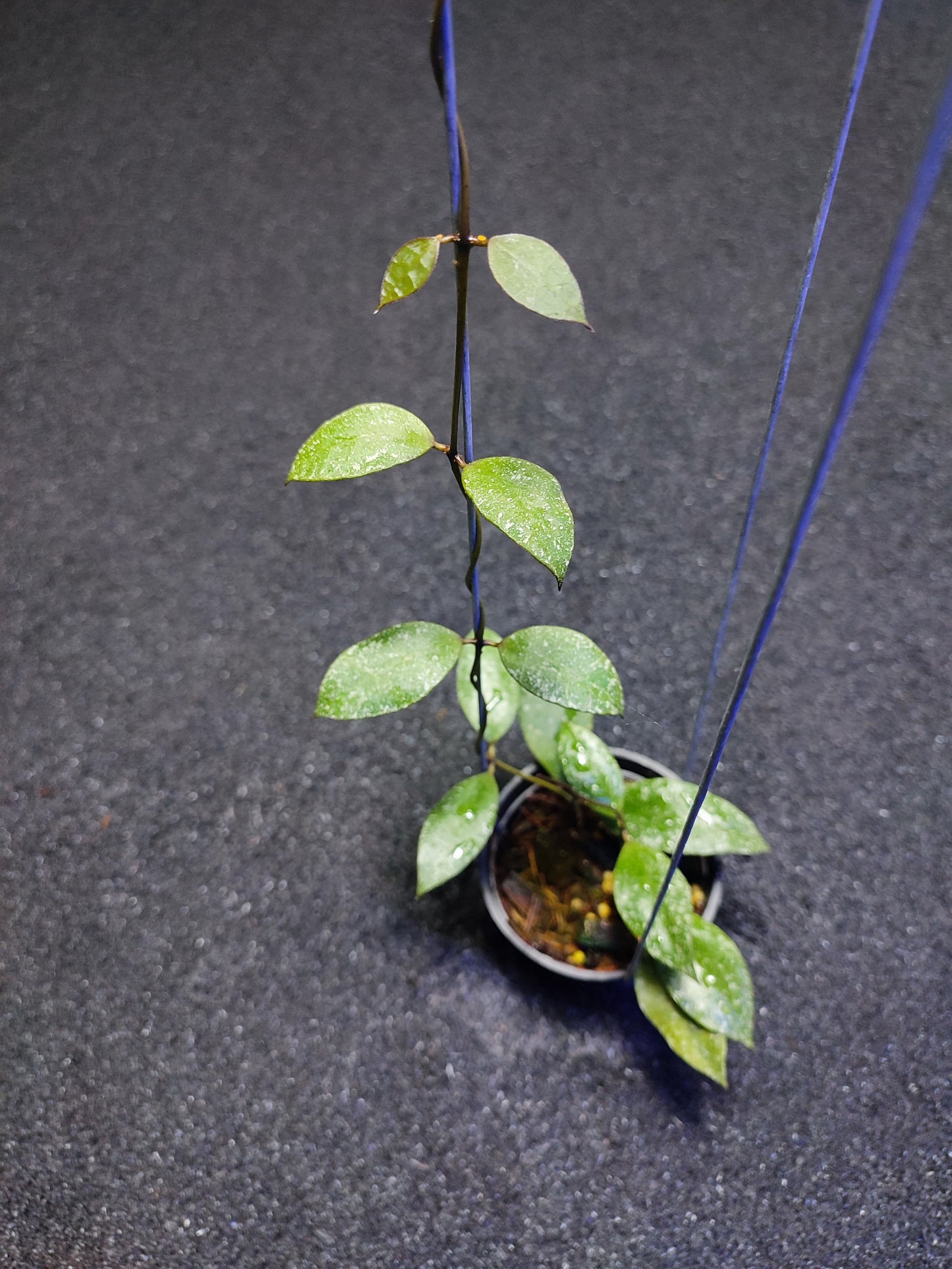 Hoya Walliniana Super Splash