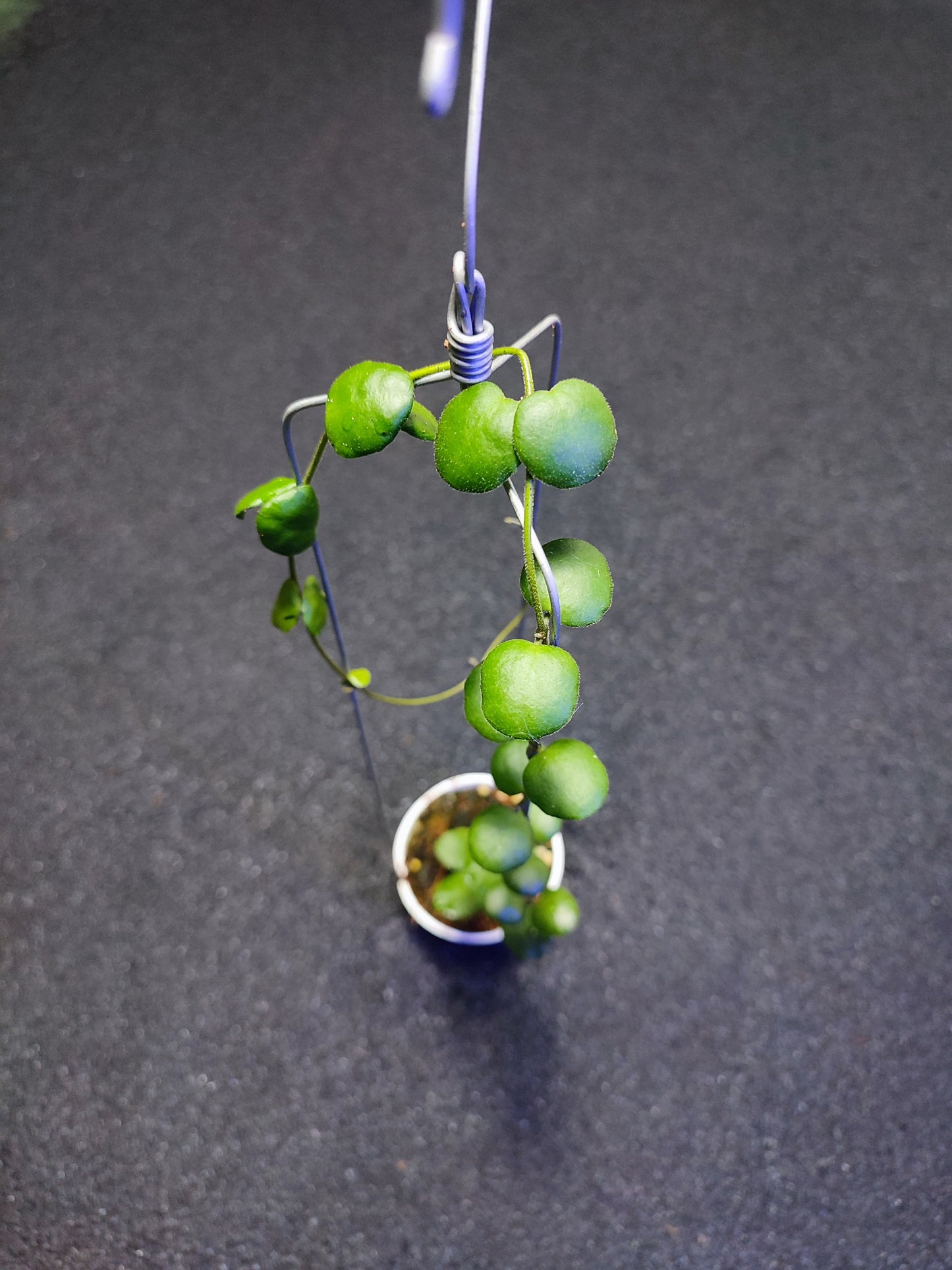 Hoya New Sp Buntok Small Leaf