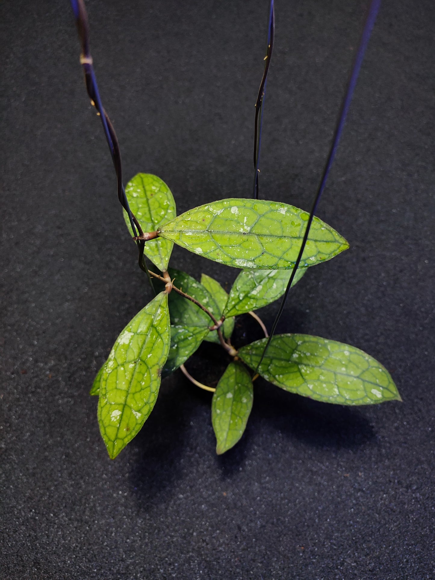 Hoya Clemensiorum Sumatera