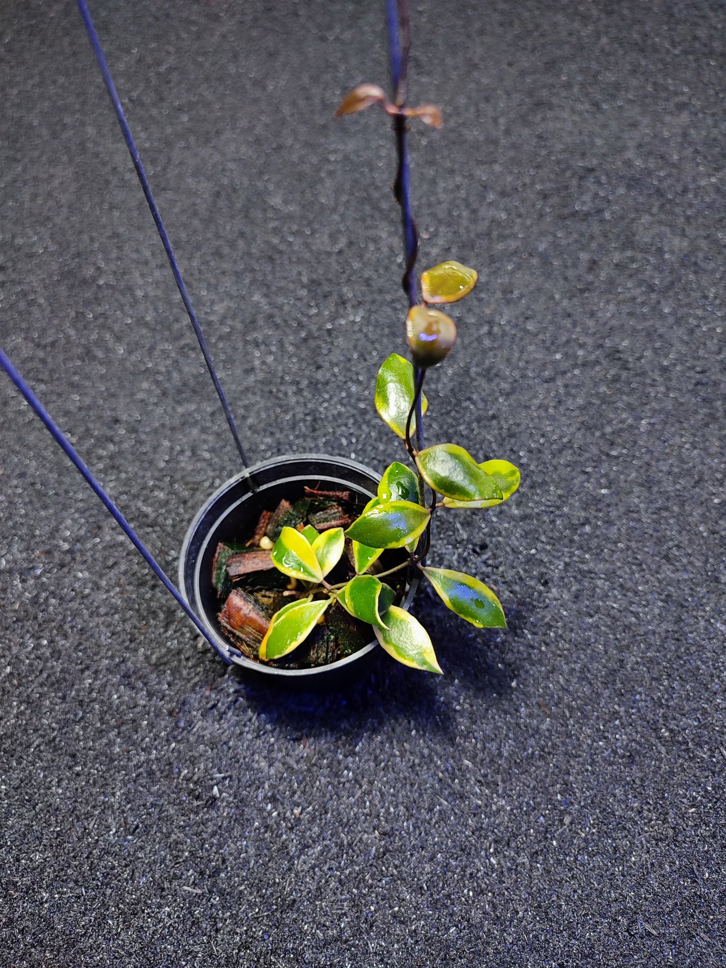 Hoya Bakoensis Var