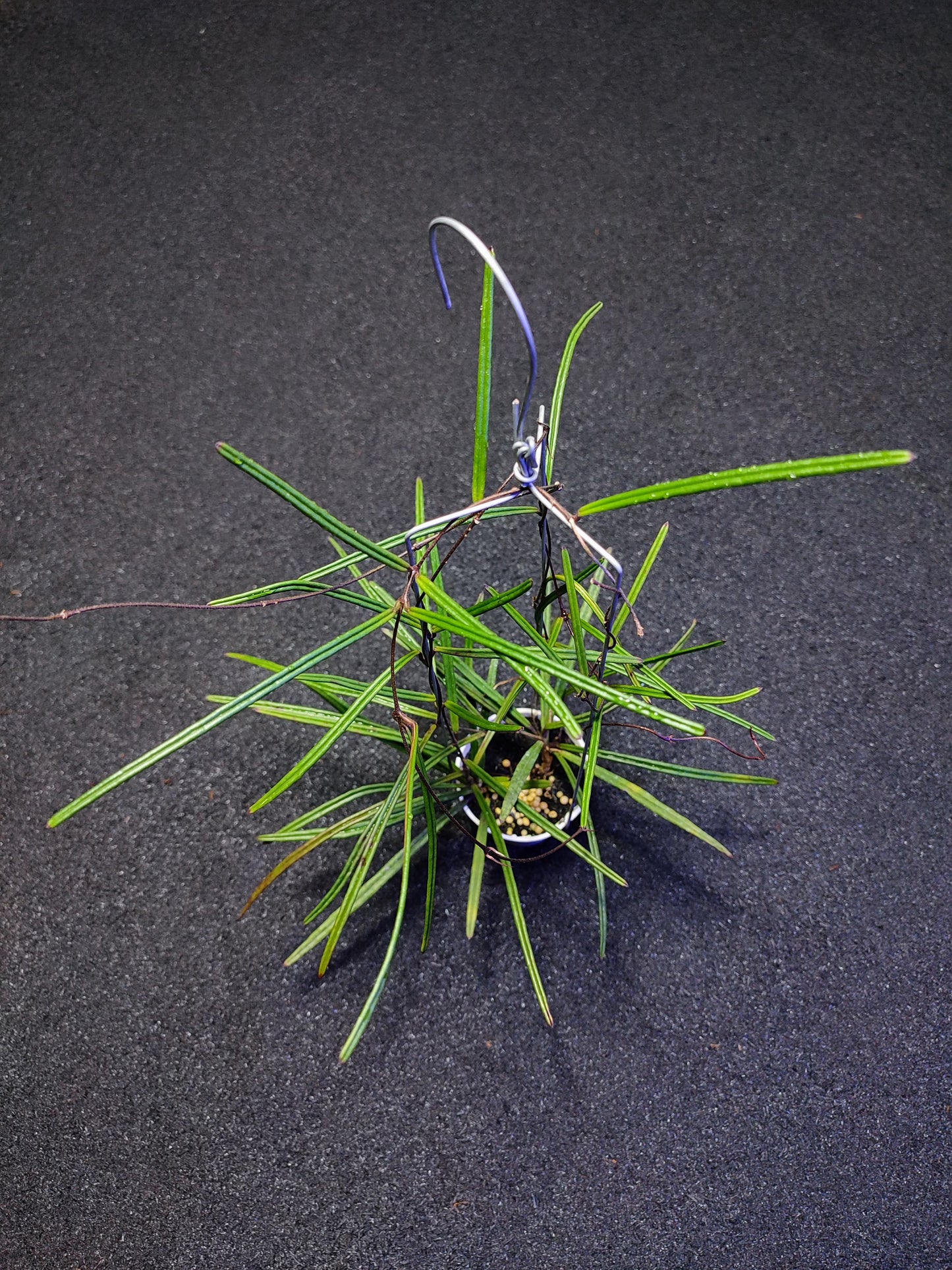 Hoya Insularis