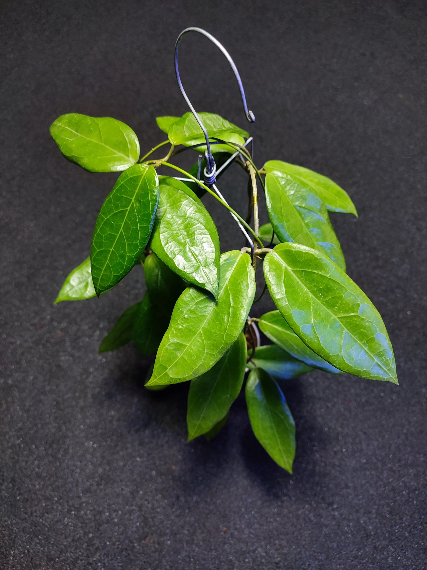 Hoya UT039 (Flores Island)
