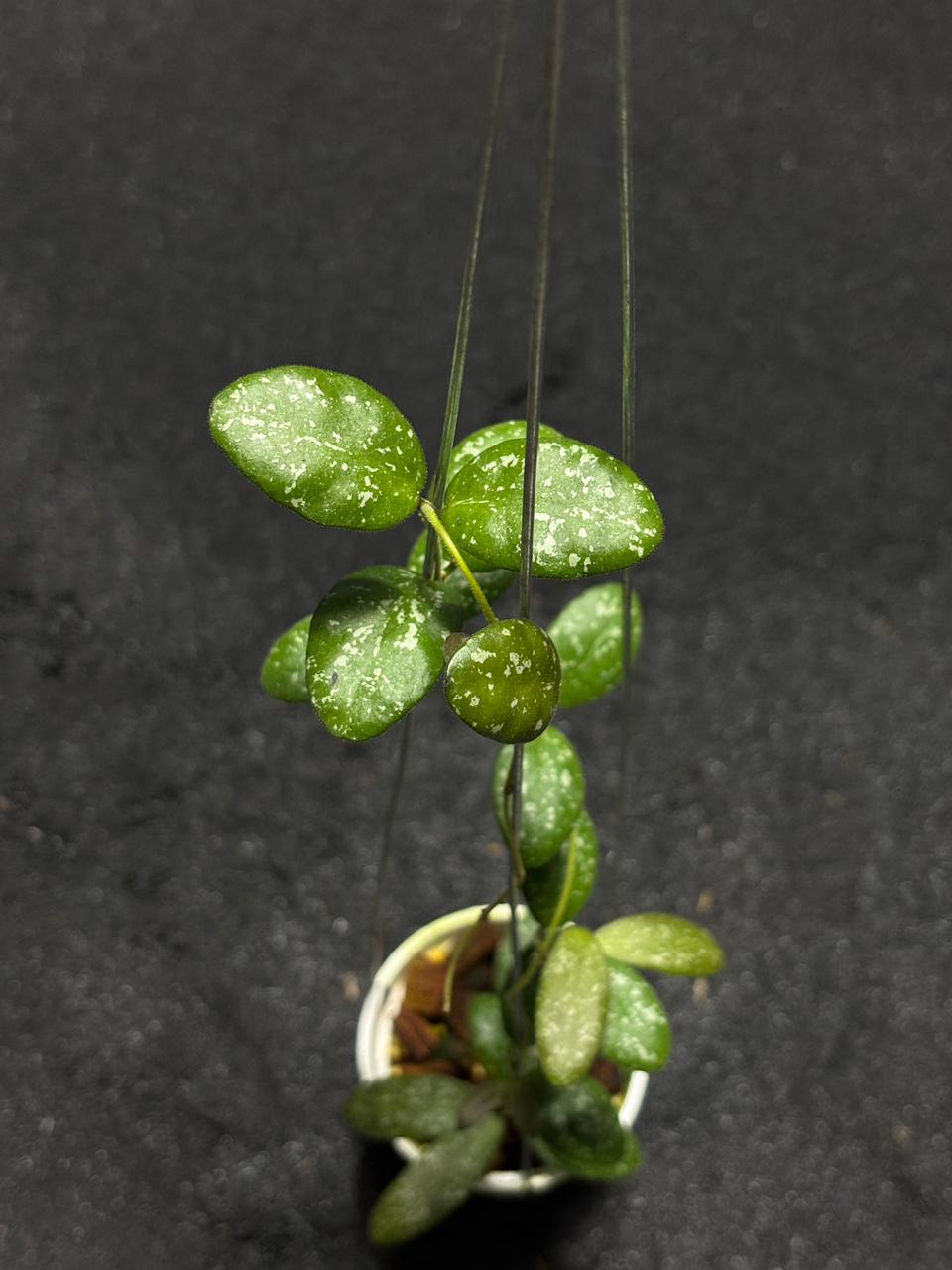 Hoya Sigilatis Little Puff