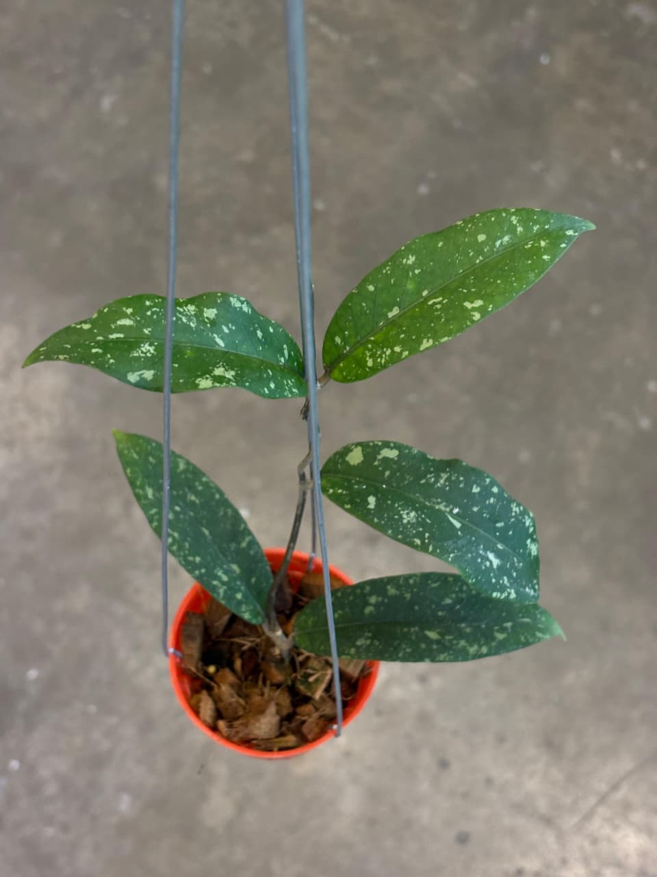 Hoya Sp Blangkejeren Splash