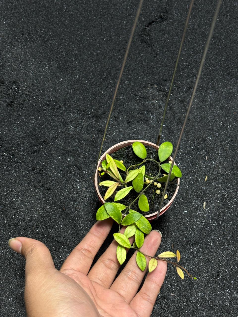 Hoya Sp Mini Coin Variegated