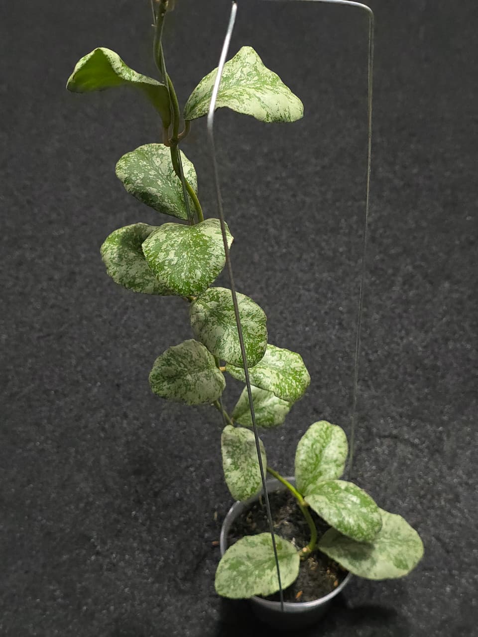 Hoya Waymaniae Silver