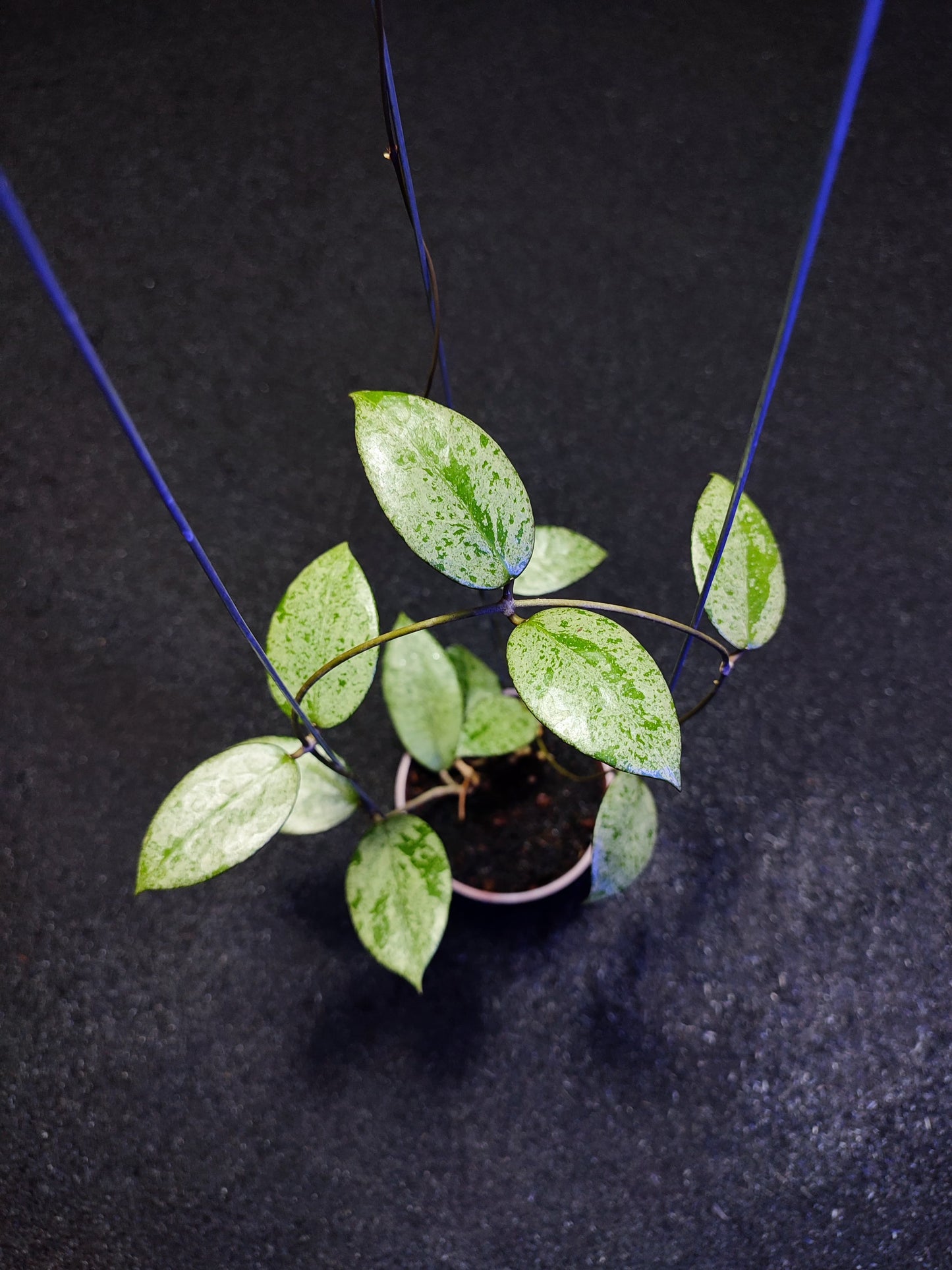 Hoya Verticillata Pemalang Silver