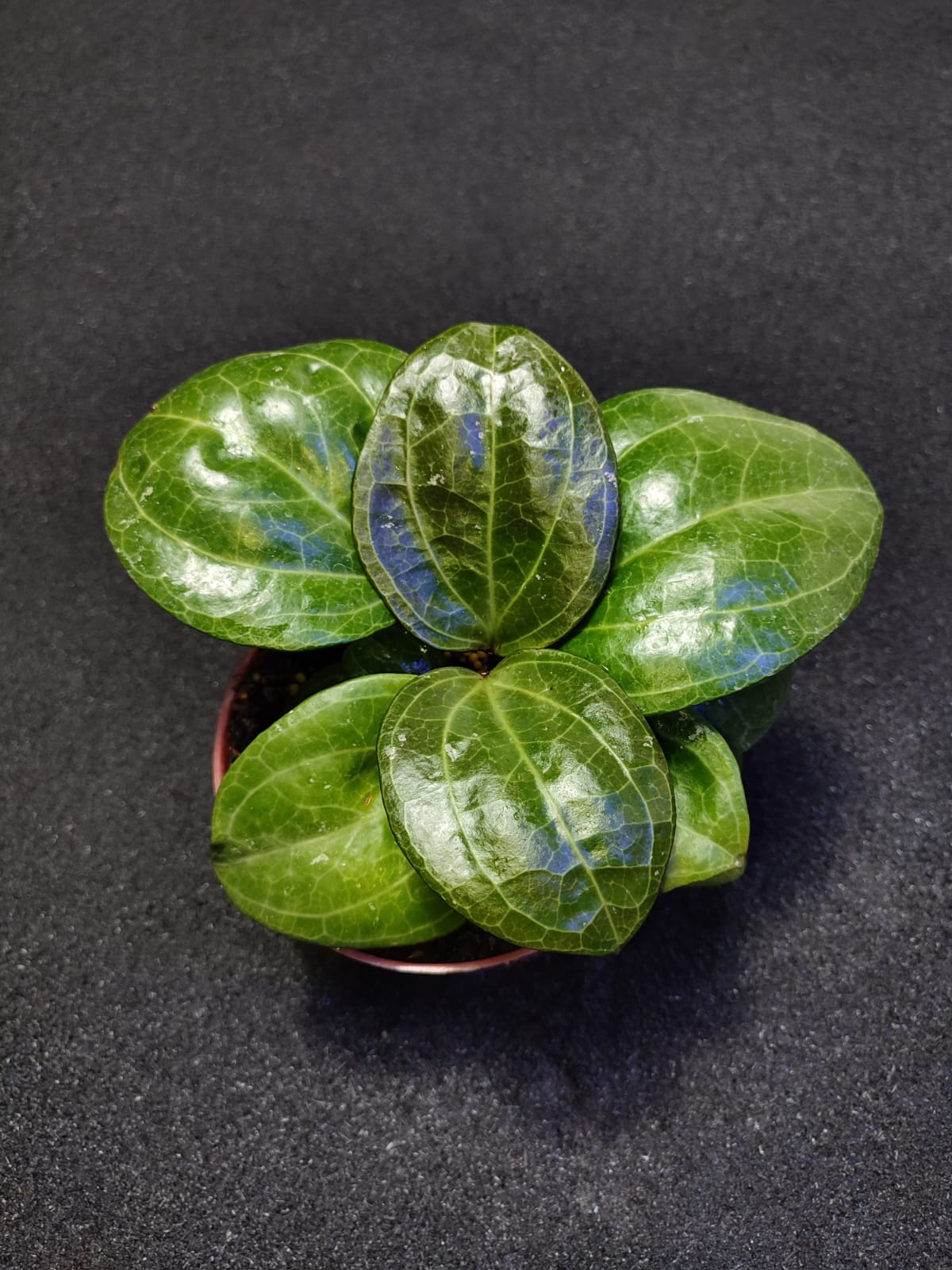 Hoya Macrophylla Sp Sarawak