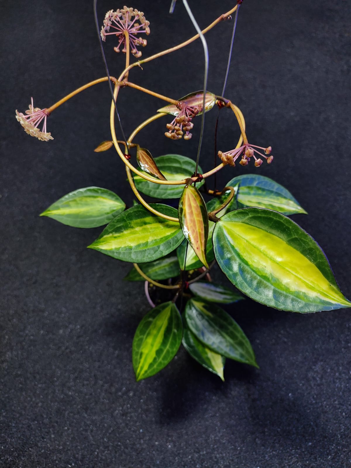 pot o gold plant Hoya Macrophylla Pot of Gold – THE BEE HOYA