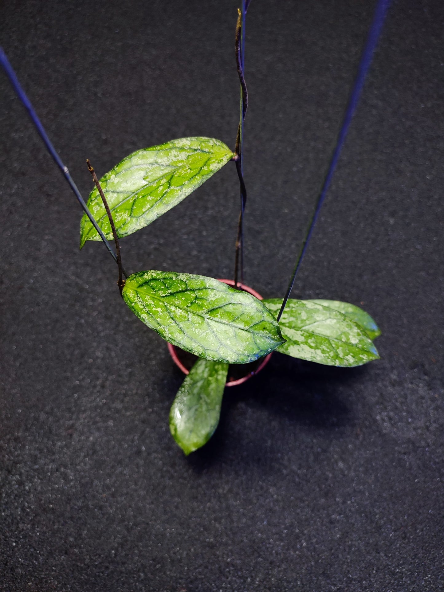 Hoya Sp Tanggamus splash