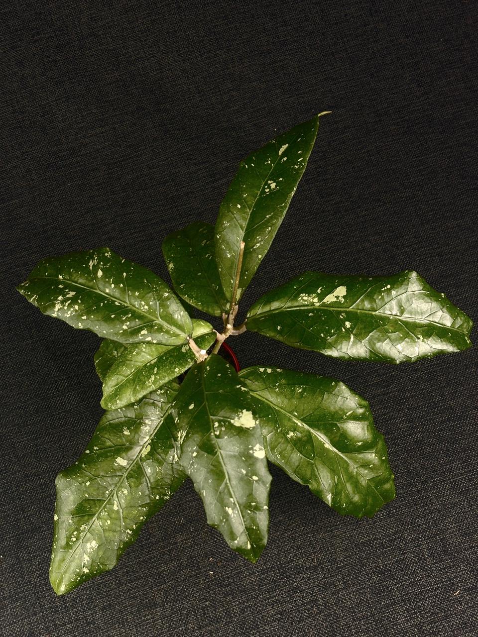 Hoya Sp Aceh Stego