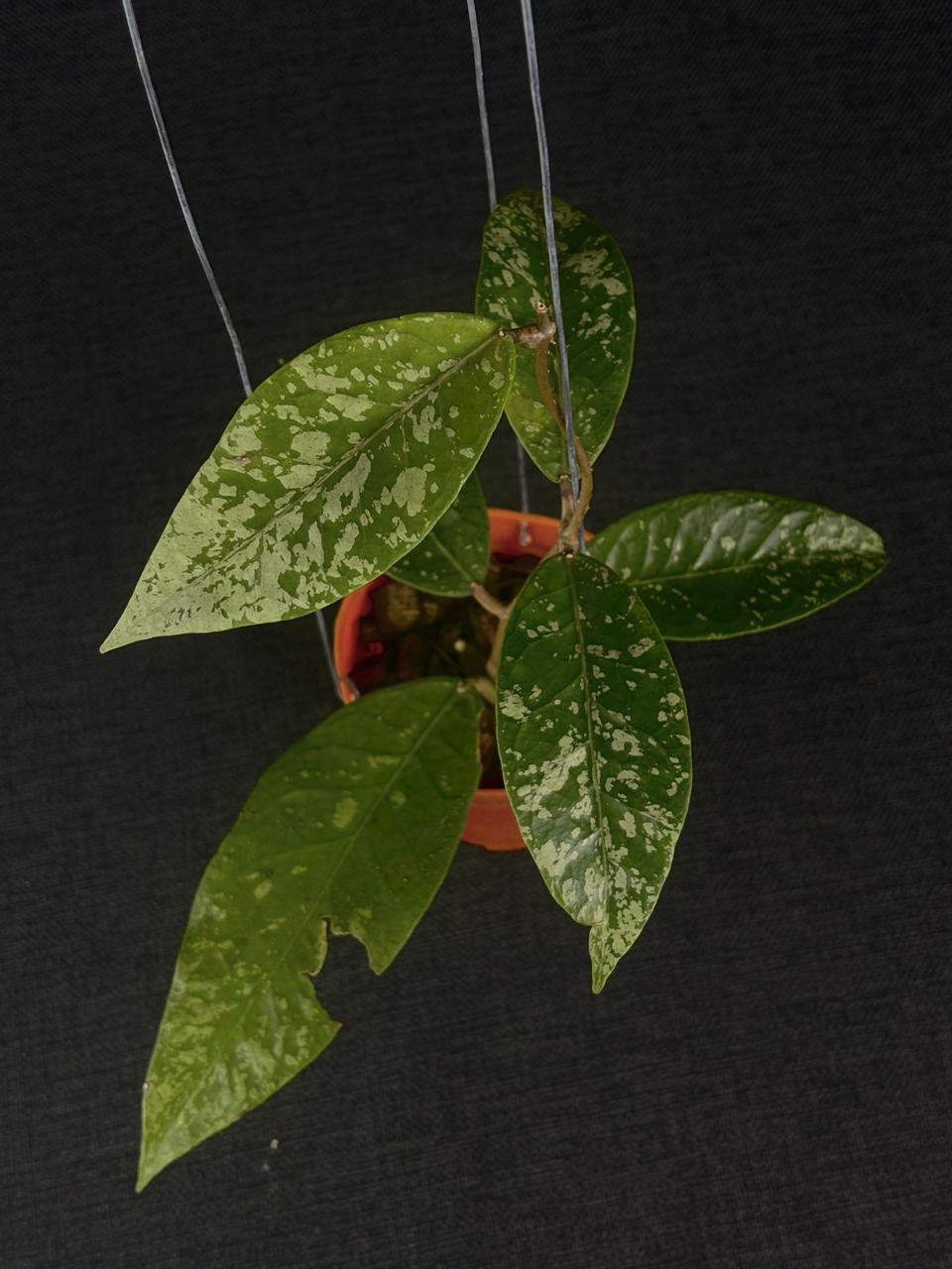 Hoya Sp Aceh Silver Tip