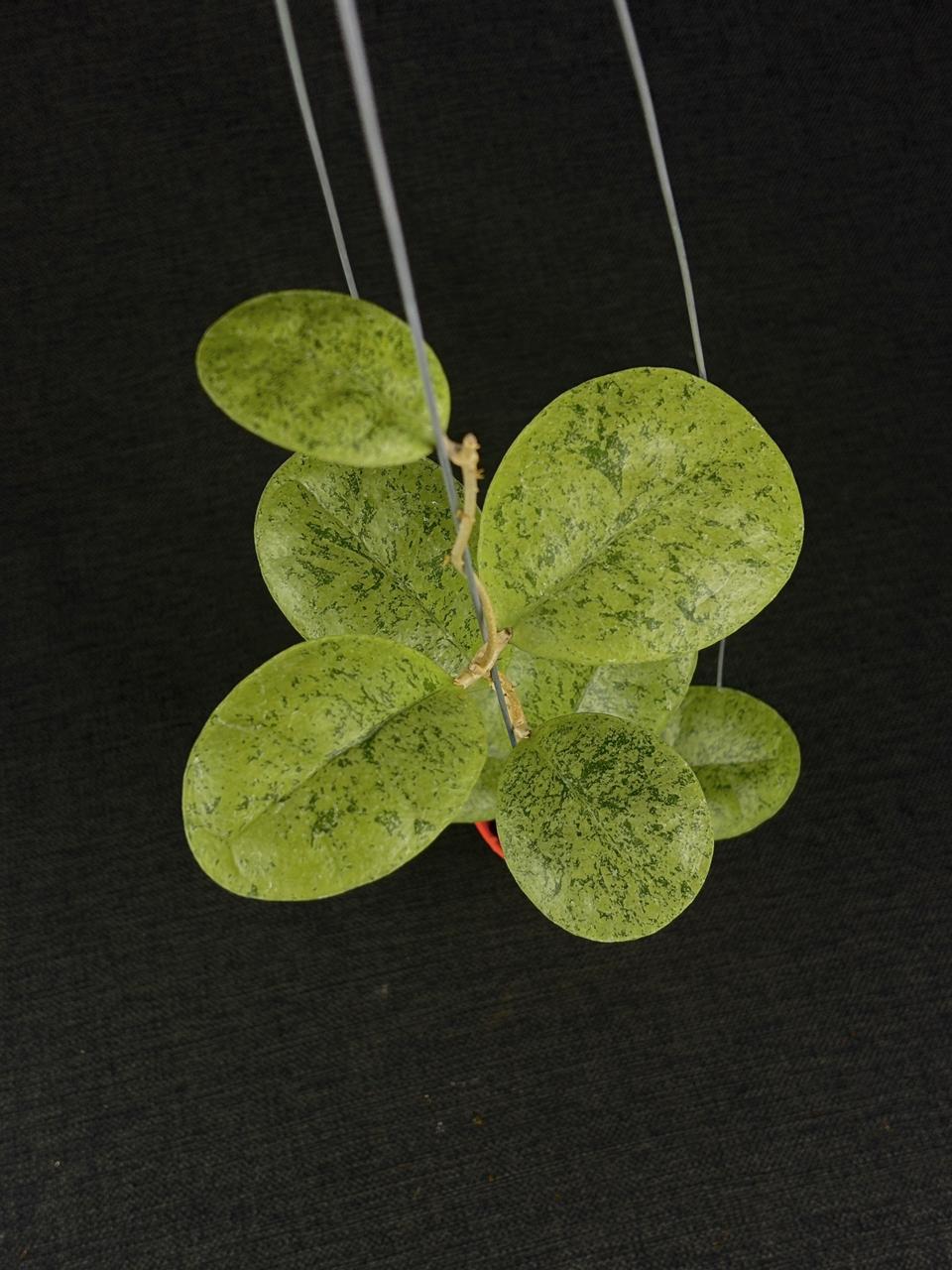 Hoya Sp Kapuas Hulu Silver Round Leaf (XL)