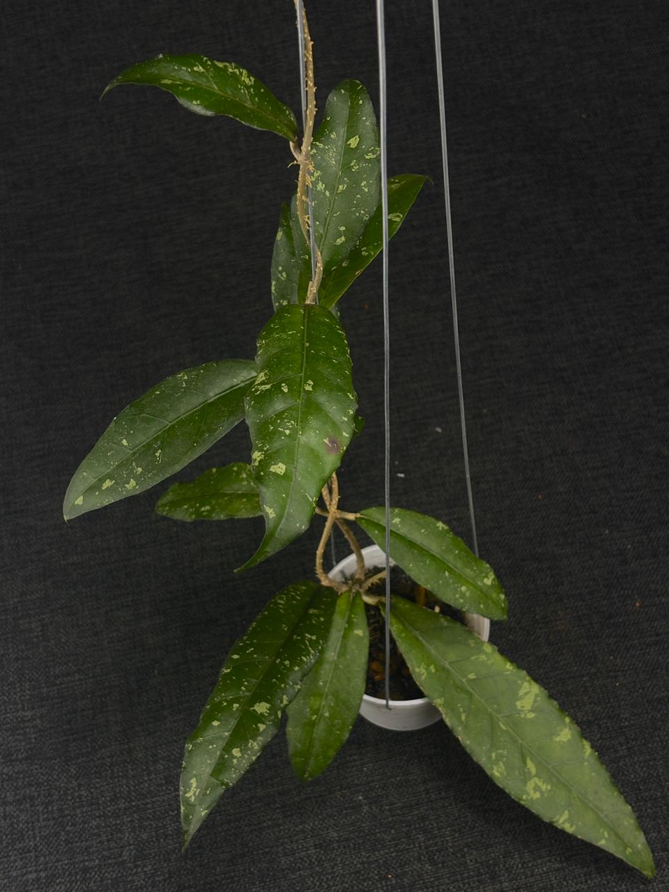 Hoya Sp Aceh Ume Panu Lovers Tears