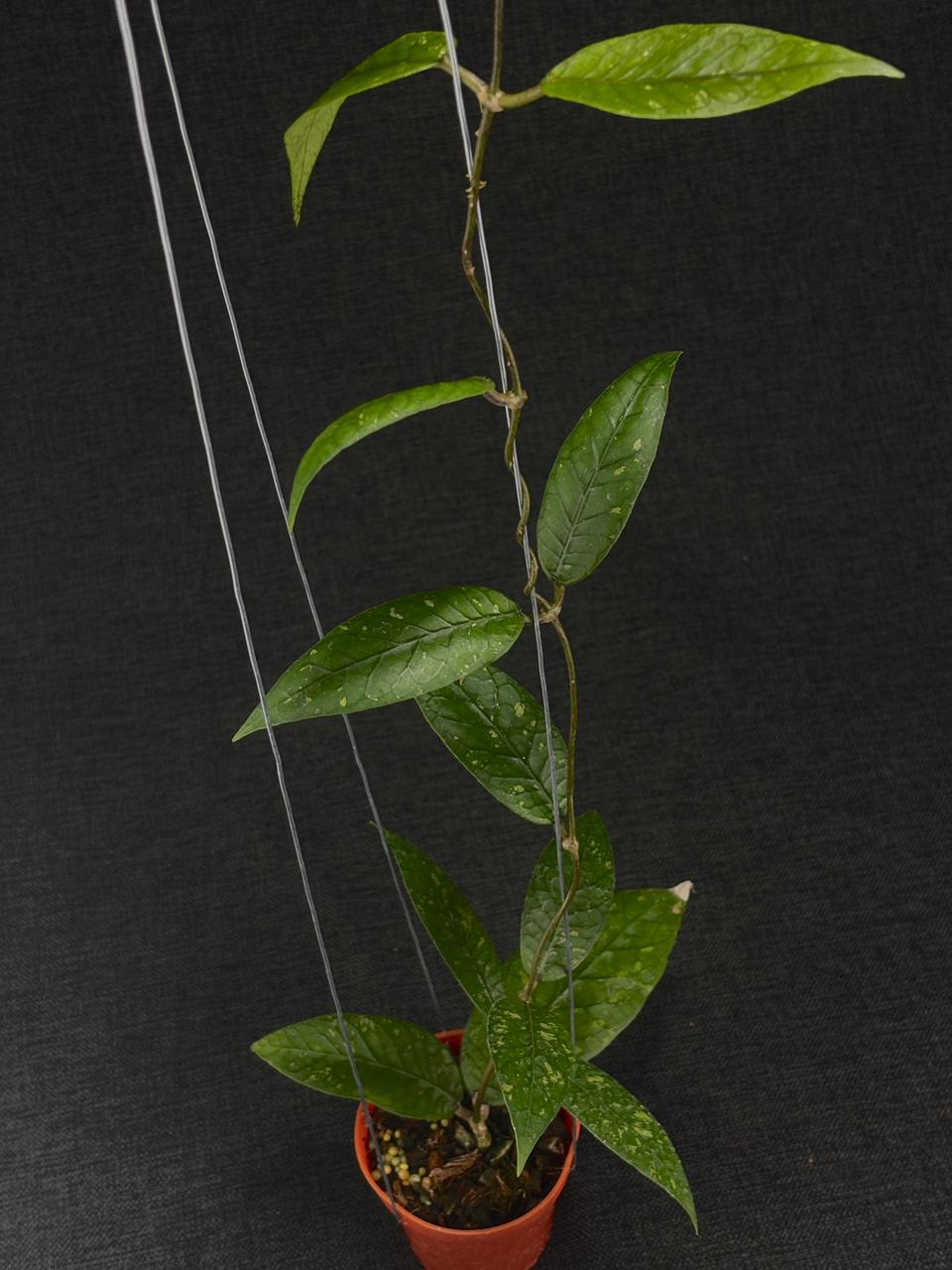 Hoya Sp Aceh Baby Dragon