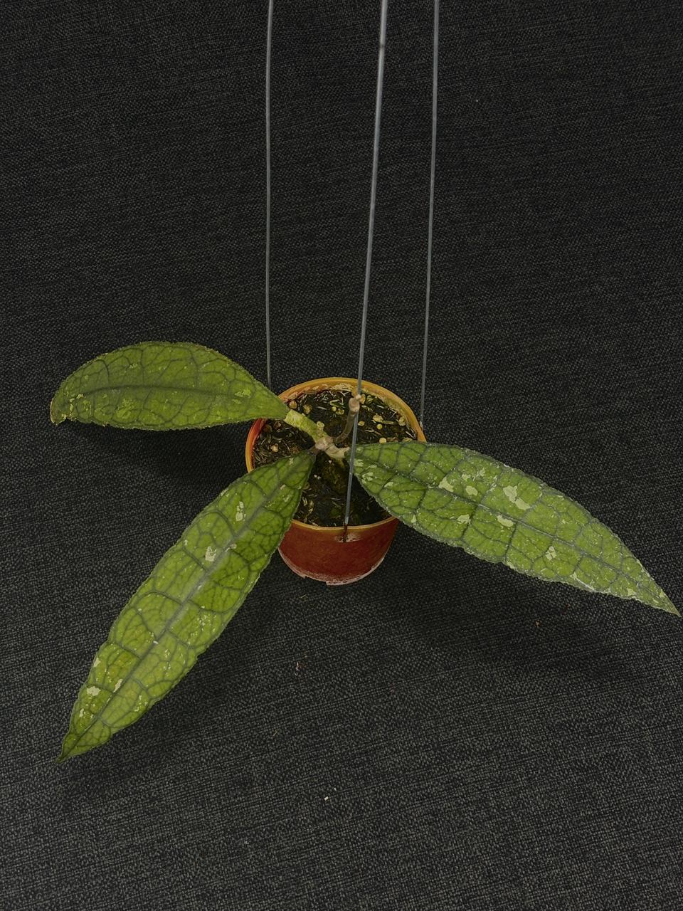 Hoya Clemensiorum Cayman