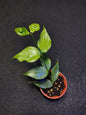 Hoya Polyneura Broget