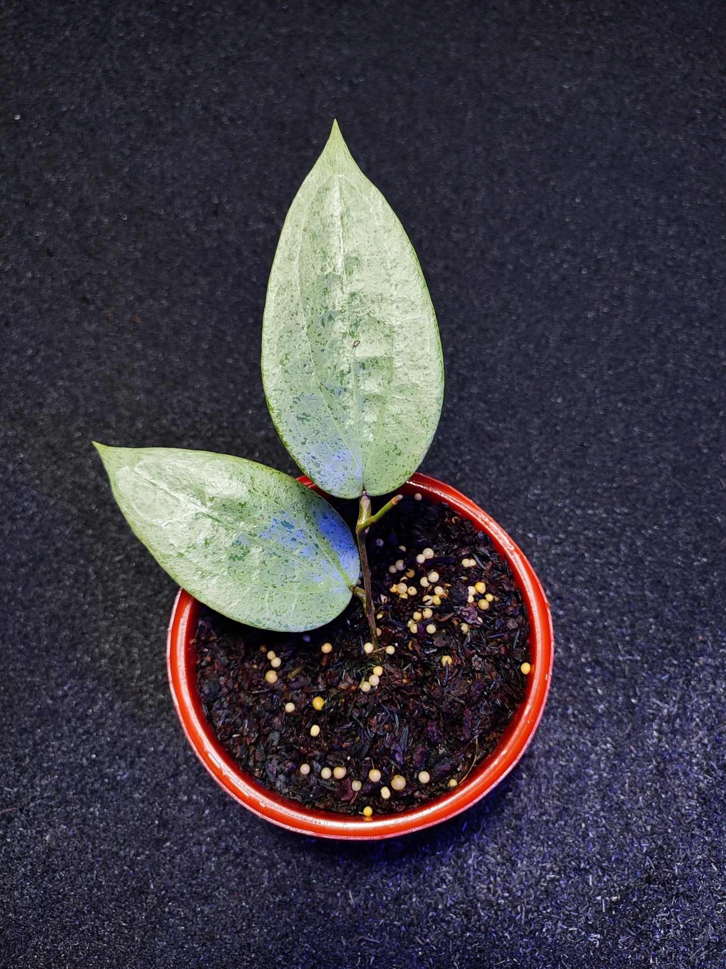 Hoya Glabra Silver Gin (Stable Clone)