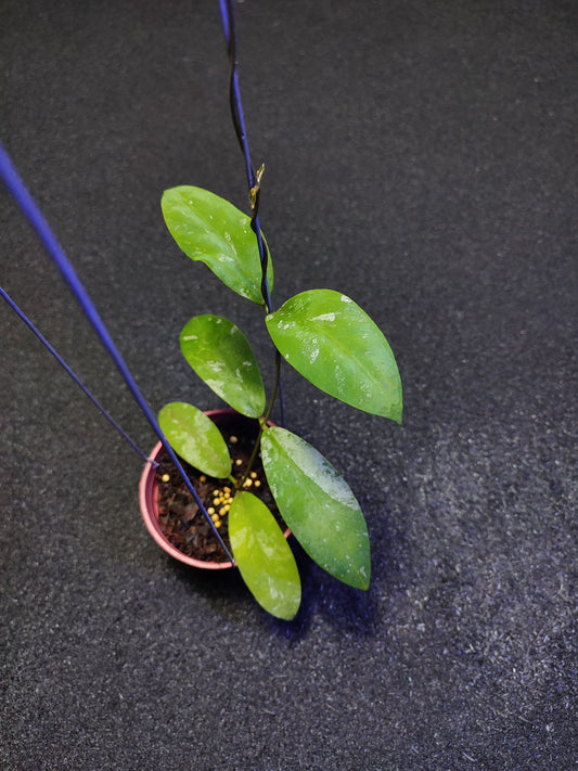 Hoya Fauziana ssp Fauziana