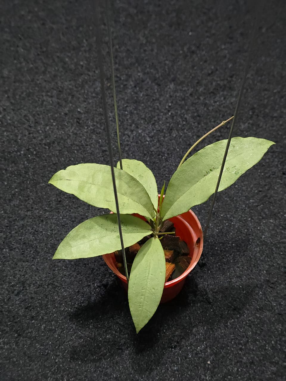 Hoya Alena rindu raflesia x Crassipetiolata