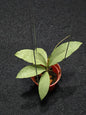 Hoya Alena rindu raflesia x Crassipetiolata