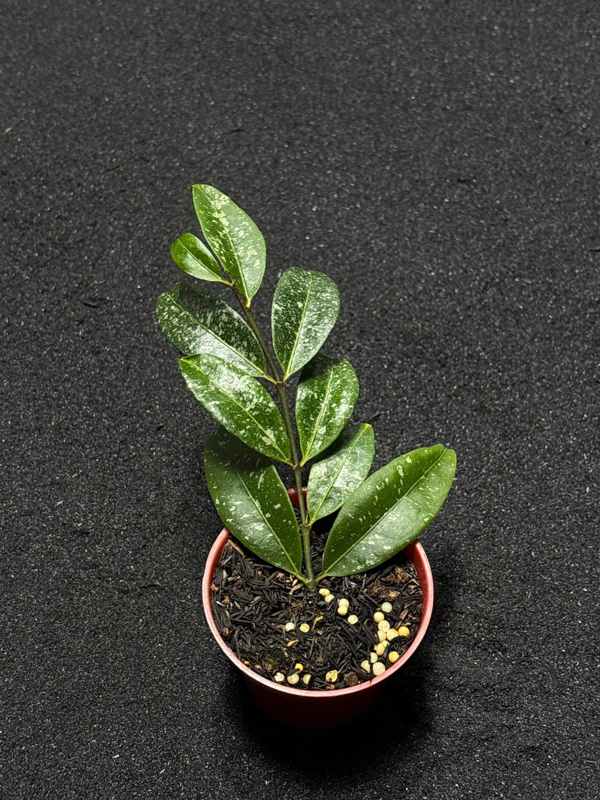 Hoya Amicabilis Splash