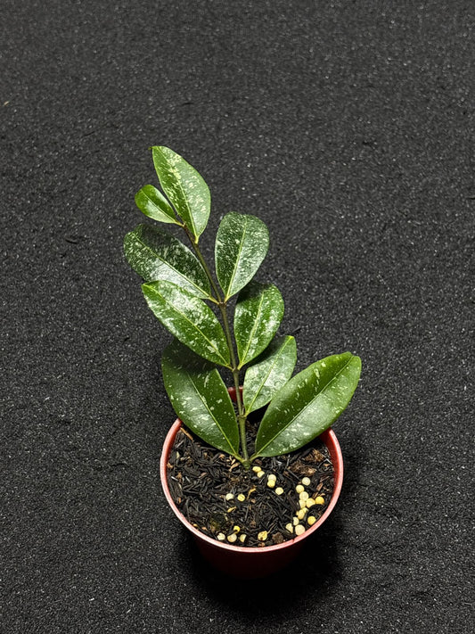 Hoya Amicabilis Splash