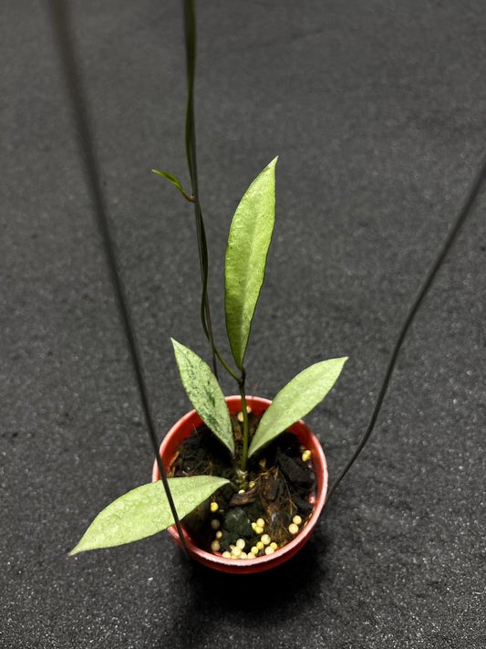 Hoya Argentella Luna