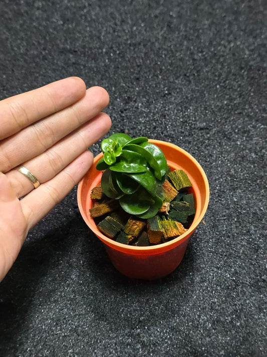 Hoya Australis x Cumingiana