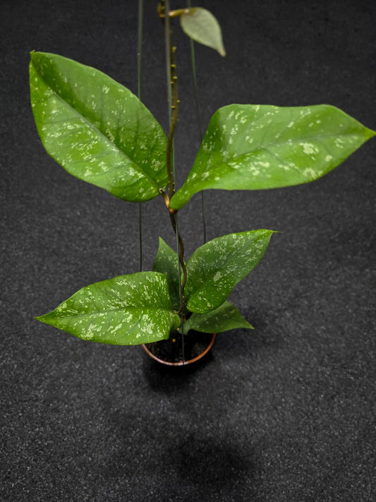 Hoya Badak Uken Splash