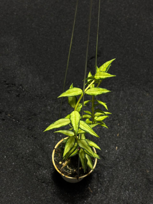 Hoya Bella Luis Bois