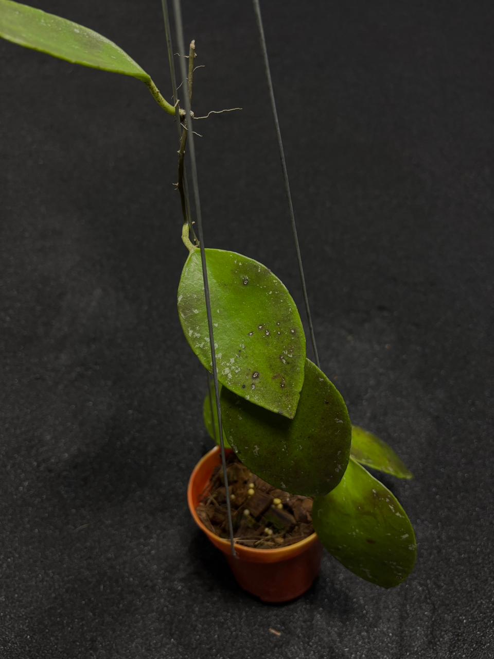 Hoya Benchaii Jungle