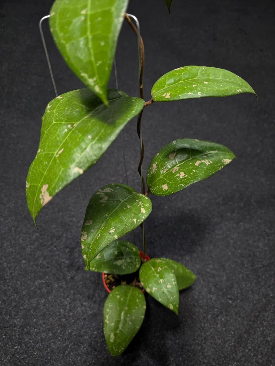 Hoya Bird of Paradise