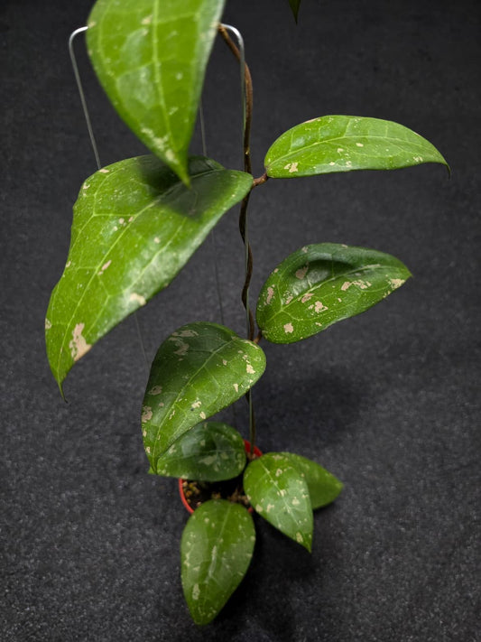 Hoya Bird of Paradise