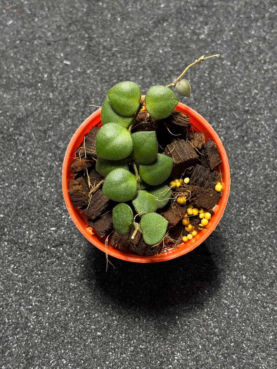 Hoya Boyceii Little Heart