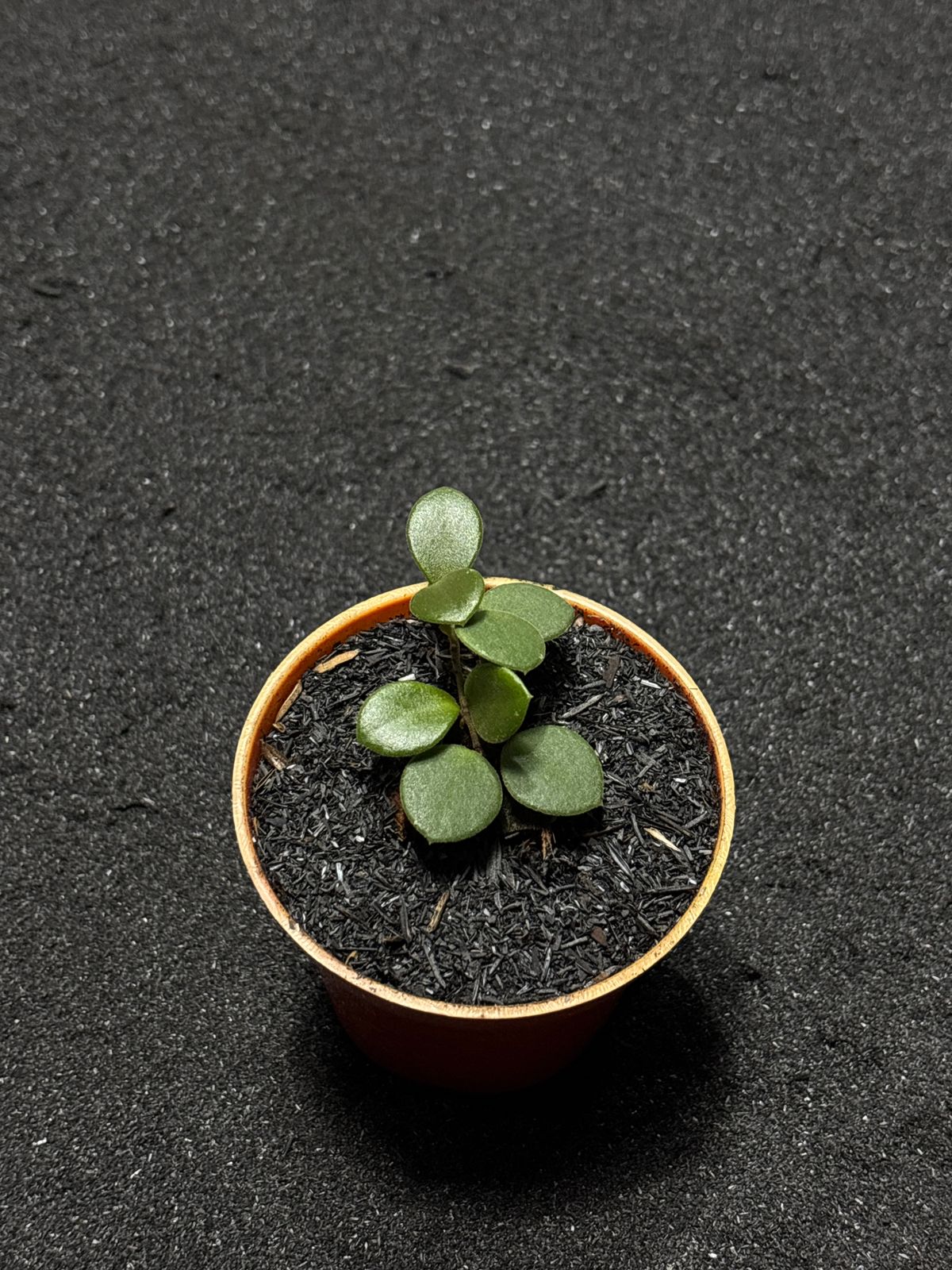 Hoya Boyceii Big Leaf