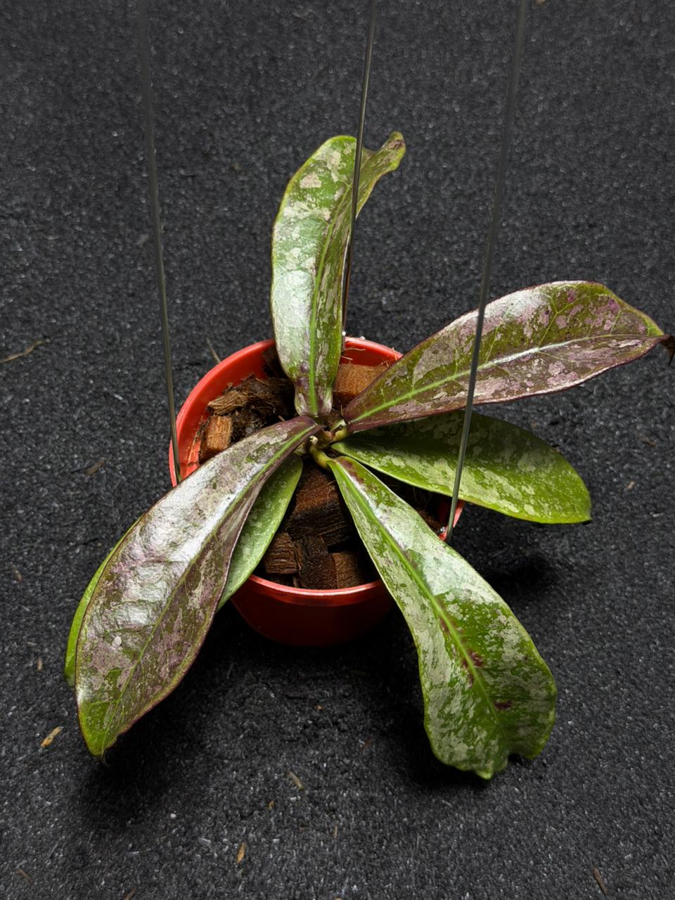 Hoya Buntokesis Splash