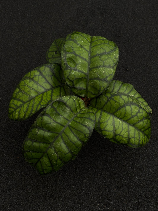 Hoya Callistophylla Obsidian