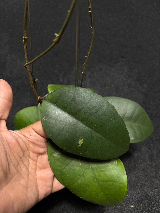 Hoya Callistophylla Black Jade