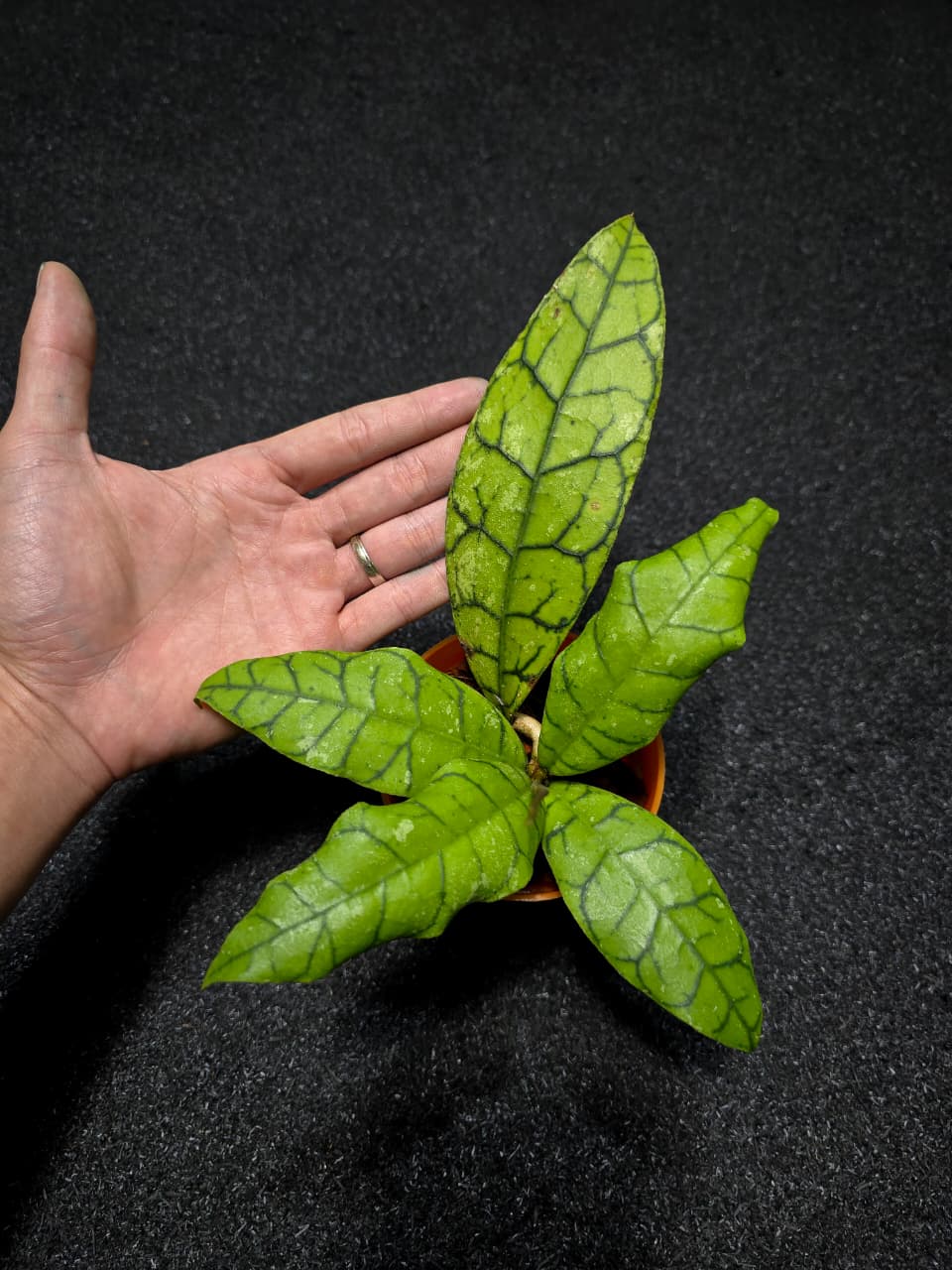 Hoya Callistophylla King Curl