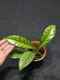Hoya Callistophylla Zebra