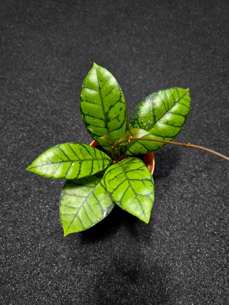 Hoya Callistophylla Emerald