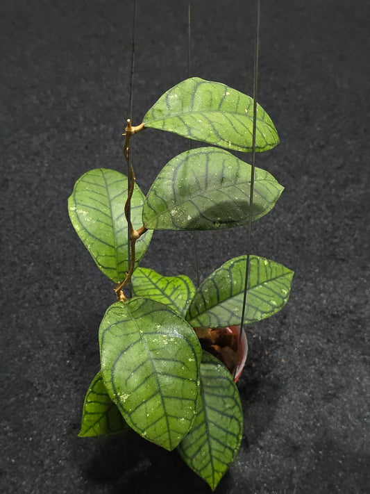 Hoya Callistophylla Spider