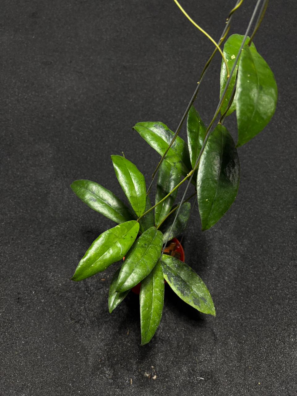 Hoya Callistophylla Calex